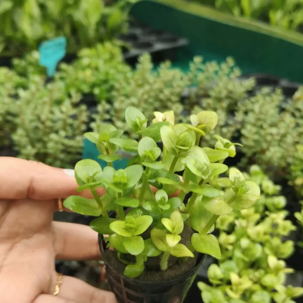 Bacopa salzmannii USA