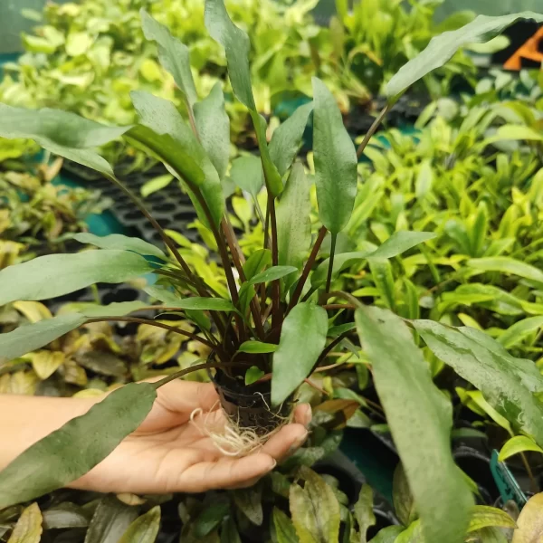 Cryptocoryne Wendtii Brown