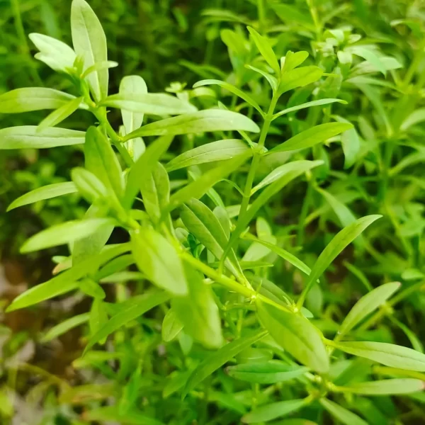 Rotala ramosior ‘Sunset’