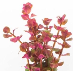 Rotala macrandra “Pink” [Tc]