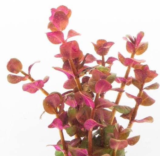 Rotala macrandra “Pink” [Tc]
