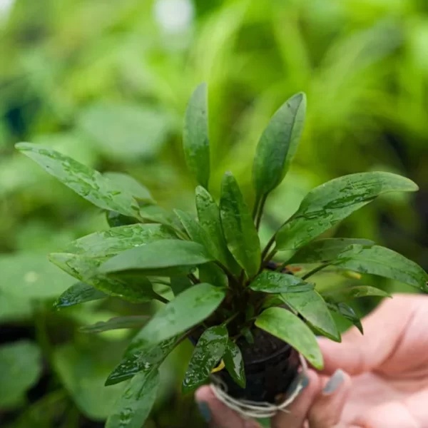 Cryptocoryne wendtii ‘Green’