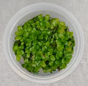 Ludwigia sphaerocarpa [TC]