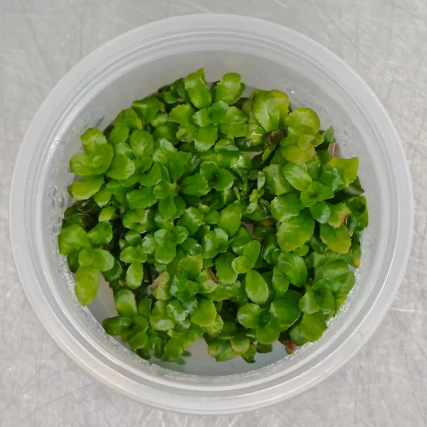 Ludwigia sphaerocarpa [TC]