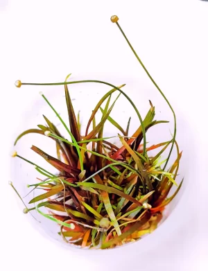 Eriocaulon quinquangulare[TC]