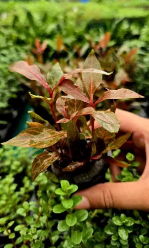 Alternanthera reineckii ‘Red Ruby’