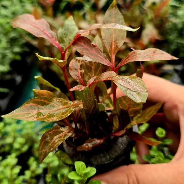 Alternanthera reineckii ‘Red Ruby’