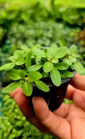 Ludwigia sphaerocarpa