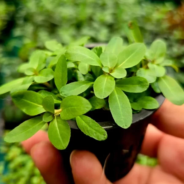 Ludwigia sphaerocarpa