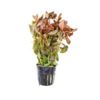 ammania-gracilis-11743792398417_800x533