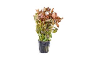 Ammania gracilis[TC]