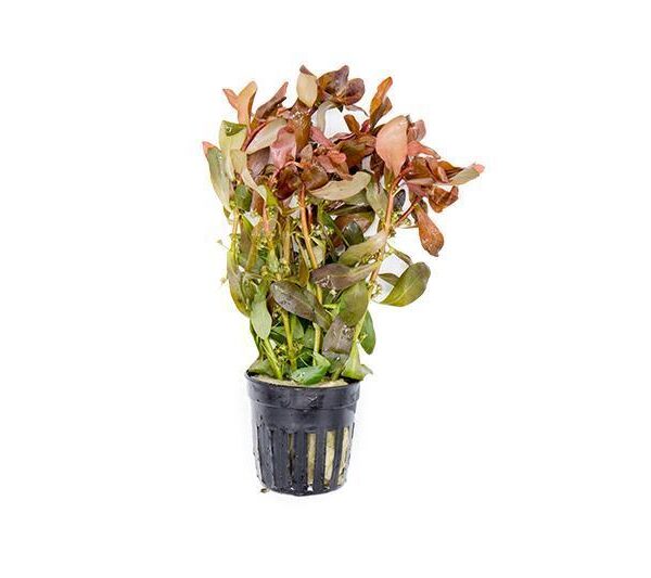 Ammania gracilis[TC]