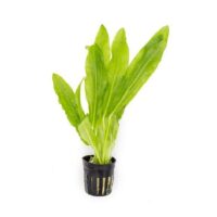 echinodorus_major2-pdf