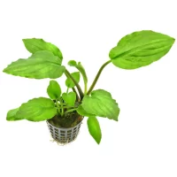 lagenandra-meeboldii-green-topf