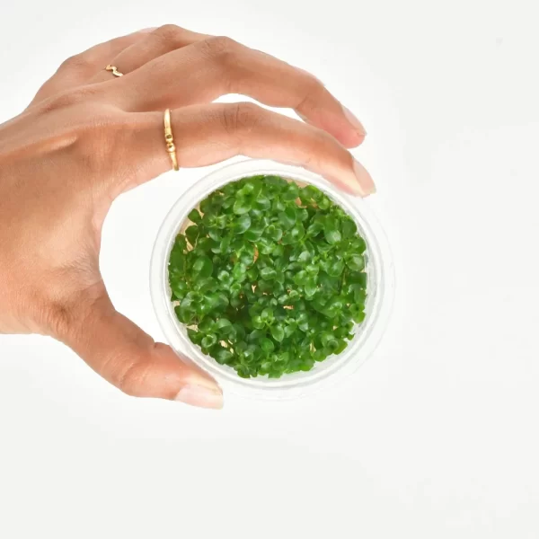 Ludwigia Ovalis [Tc]