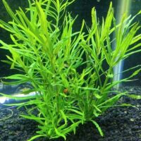 pogostemon_stellatus_aquarium_plant