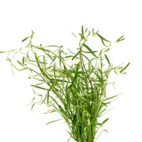 rotala-sp-araguaia-red-cross-37272043225288_1050x700