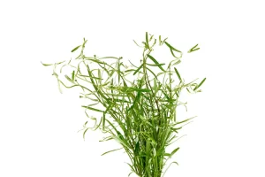 Rotala sp. Araguaia Red Cross