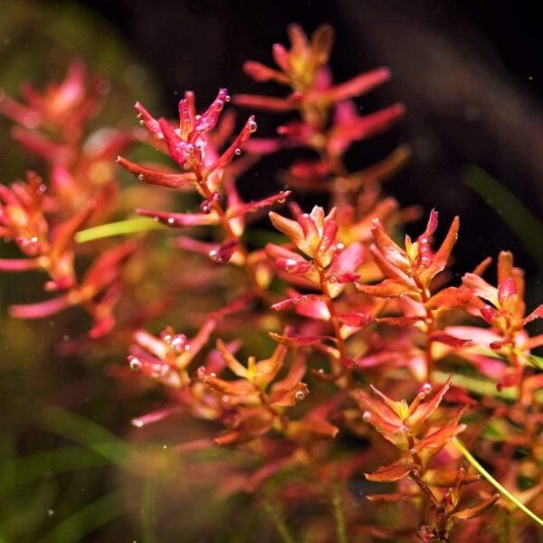 Rotala macrandra’Mini Gold'[TC]