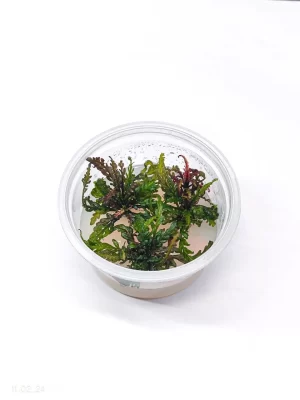 Hygrophilla pinnatifida “UK” [Tc]