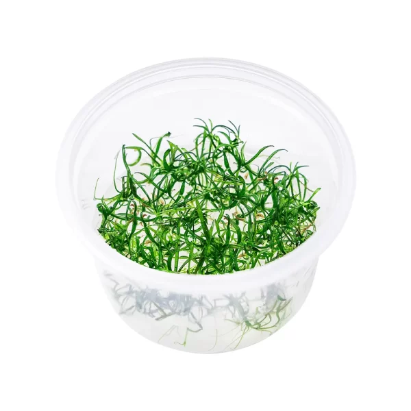 Lilaeopsis brasiliensis [Tc]