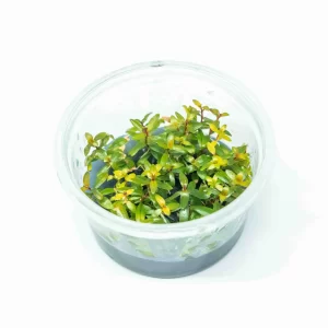 Ammania Pedicillata Golden [Tc]