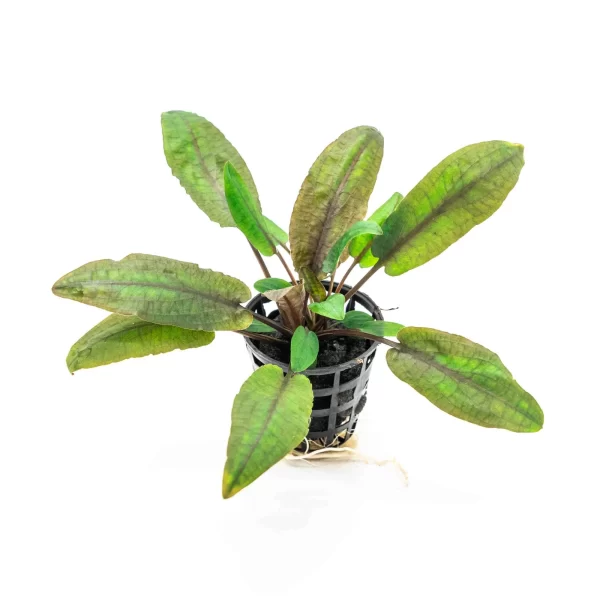 Cryptocoryne wendtii ‘Tropica’