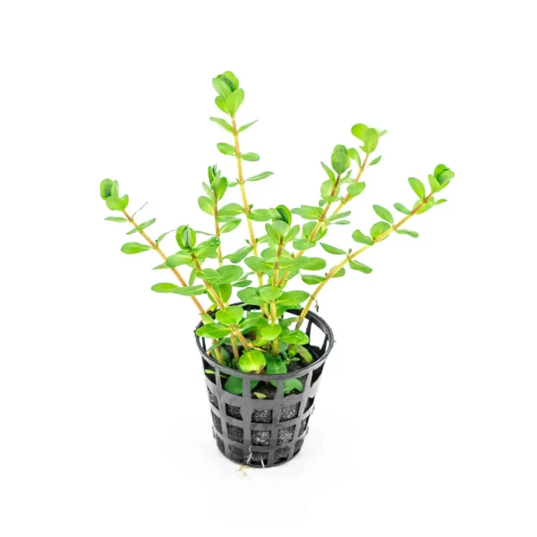 Rotala sp ‘spikey’