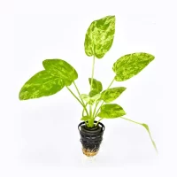 Echinodorus-Mable-queen