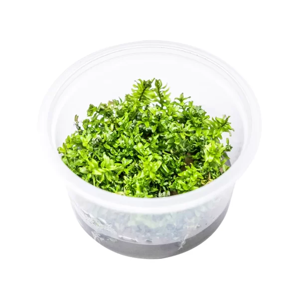 Rotala macrandra “Mini Butterfly” [Tc]