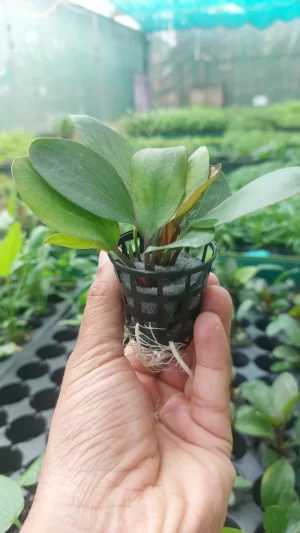 Echinodorus red special