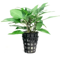 Plant_01