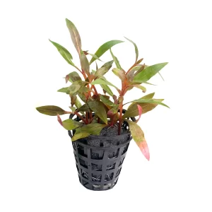 Alternanthera reineckii ‘Mini’