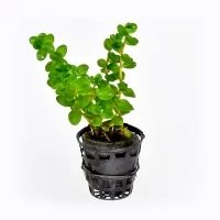 Rotala-macrandra-mini-butterfly (1)