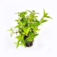 Staurogyne-Porto-Velho