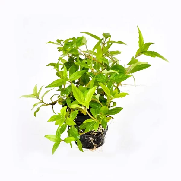 Staurogyne sp “Porto Velho”