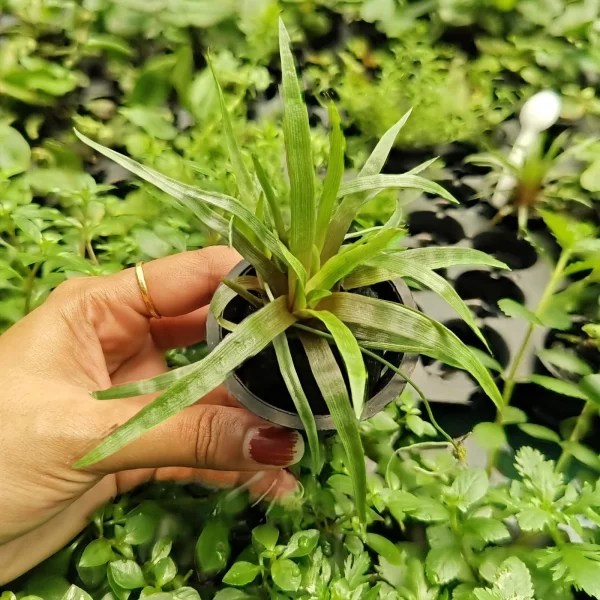 Eriocaulon quinquangulare