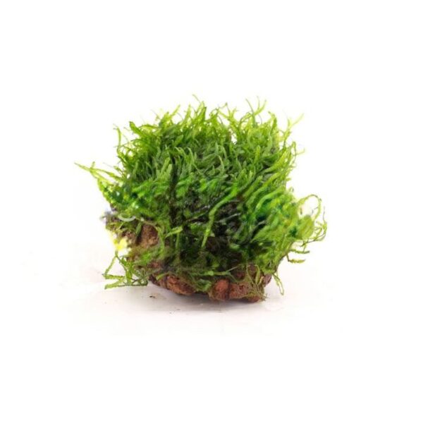 Taxiphyllum ‘Flame’ Moss [TC]