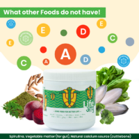 AdultTurtle100G_2_-3_27c7d353-9a6e-4afc-9cd1-ddb7508f62c4