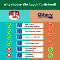 AdultTurtle100G_2_-6_a03e38d0-617a-4b33-8cef-ef2bc94afe2f