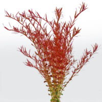 rotala-var-blood-red-submersed-pot (1)