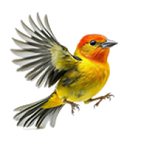 stunning-blackheaded-grosbeak-flight stunning-blackheaded-grosbeak-flight